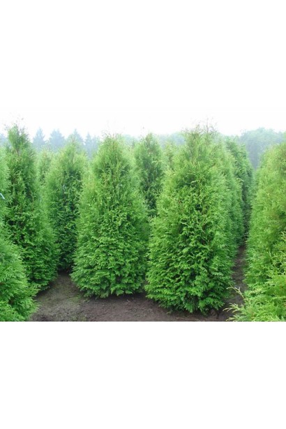 Thuja occidentalis Weimar — компактна конічної форми